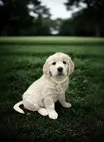 AKC English Cream Golden Retriever - Buddy, a male English Cream Golden Retriever for sale in Puyallup, WA – 4 of 10