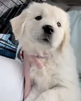 AKC English Cream Golden Retriever, a female English Cream Golden Retriever for sale in Puyallup, WA – Photo 1 of 8