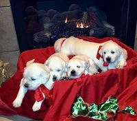 AKC English Cream Golden Retriever, a female English Cream Golden Retriever for sale in Puyallup, WA – Photo 3 of 8