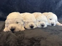 AKC English Cream Golden Retriever, a female English Cream Golden Retriever for sale in Puyallup, WA – Photo 5 of 8