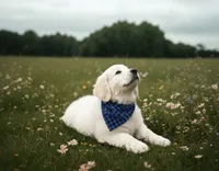 AKC English Cream Golden Retriever- Jack, a male English Cream Golden Retriever for sale in Puyallup, WA – 5 of 10