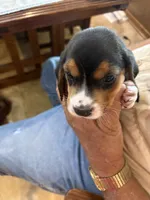 Red B Female, a female Beagle for sale in Lott, TX – 6 of 6