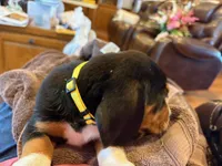 Yellow Female, a female Beagle for sale in Lott, TX – Photo 5 of 10