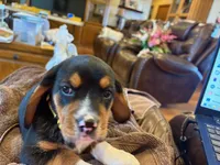 Yellow Female, a female Beagle for sale in Lott, TX – Photo 3 of 10