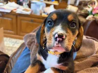 Yellow Female, a female Beagle for sale in Lott, TX – Photo 6 of 10