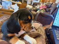 Yellow Female, a female Beagle for sale in Lott, TX – Photo 4 of 10