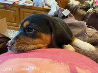 Yellow Female, a female Beagle for sale in Lott, TX – Photo 2 of 10