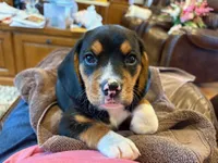 Yellow Female, a female Beagle for sale in Lott, TX – Photo 1 of 10