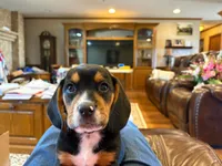 Yellow Female, a female Beagle for sale in Lott, TX – Photo 10 of 10