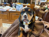 Yellow Female, a female Beagle for sale in Lott, TX – Photo 8 of 10