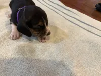 Purple J Female, a female Beagle for sale in Lott, TX – 2 of 5