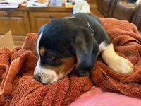 Blue Male, a male Beagle for sale in Lott, TX – Photo 4 of 10