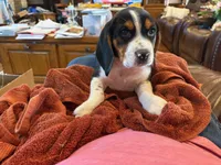 Blue Male, a male Beagle for sale in Lott, TX – Photo 5 of 10