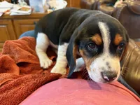 Blue Male, a male Beagle for sale in Lott, TX – Photo 3 of 10
