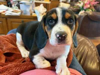 Blue Male, a male Beagle for sale in Lott, TX – Photo 1 of 10
