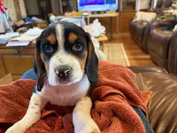 Blue Male, a male Beagle for sale in Lott, TX – Photo 6 of 10
