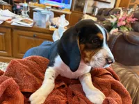 Blue Male, a male Beagle for sale in Lott, TX – Photo 8 of 10