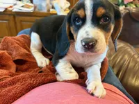Blue Male, a male Beagle for sale in Lott, TX – Photo 2 of 10