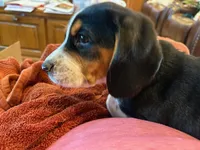 Blue Male, a male Beagle for sale in Lott, TX – Photo 10 of 10