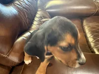 Orchid J Female, a female Beagle for sale in Lott, TX – 3 of 7