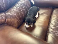 Orange J Female, a female Beagle for sale in Lott, TX – 3 of 7