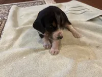 Orange J Female, a female Beagle for sale in Lott, TX – 5 of 6
