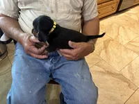 Yellow B Female, a female Beagle for sale in Lott, TX – 5 of 5