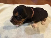 Brown J Male, a male Beagle for sale in Lott, TX – 5 of 5