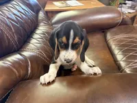 Grey J Male, a male Beagle for sale in Lott, TX – 5 of 7