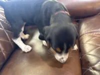 Orange J Female, a female Beagle for sale in Lott, TX – 7 of 7