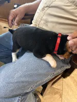 Red B Female, a female Beagle for sale in Lott, TX – 5 of 6