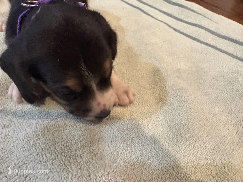 Purple J Female – Beagle puppy for sale in Lott, TX