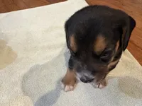 Orchid J Female, a female Beagle for sale in Lott, TX – 2 of 4