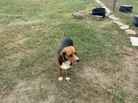 Grey J Male, a male Beagle for sale in Lott, TX – 7 of 7