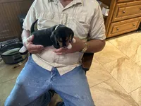 Yellow B Female, a female Beagle for sale in Lott, TX – 2 of 5