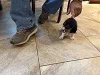 Blue B Male, a male Beagle for sale in Lott, TX – 4 of 6