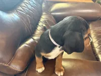 Orchid J Female, a female Beagle for sale in Lott, TX – 1 of 7
