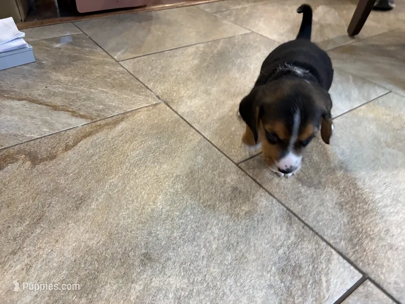 Tan B Male – Beagle puppy for sale in Lott, TX