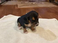 Orchid J Female, a female Beagle for sale in Lott, TX – 4 of 4