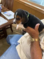 Green B Female, a female Beagle Harrier for sale in Lott, TX – 5 of 6