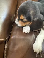 Pink J Female, a female Beagle for sale in Lott, TX – 4 of 7