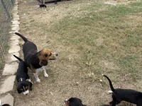 Grey J Male, a male Beagle for sale in Lott, TX – 6 of 7