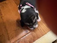 Pink female, a female Beagle for sale in Lott, TX – Photo 2 of 4