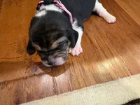Pink female, a female Beagle for sale in Lott, TX – Photo 4 of 4