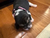 Pink female, a female Beagle for sale in Lott, TX – Photo 1 of 4