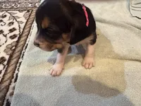 Pink J Female, a female Beagle for sale in Lott, TX – 2 of 4
