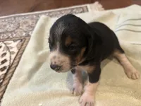 Orange J Female, a female Beagle for sale in Lott, TX – 2 of 6