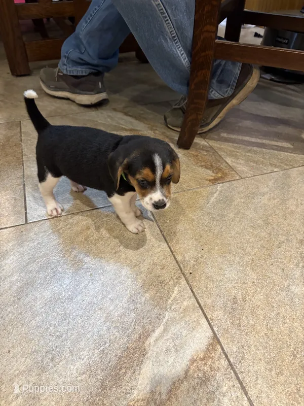 Green B Female – Beagle Harrier puppy for sale in Lott, TX