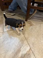 Green B Female, a female Beagle Harrier for sale in Lott, TX – 1 of 6