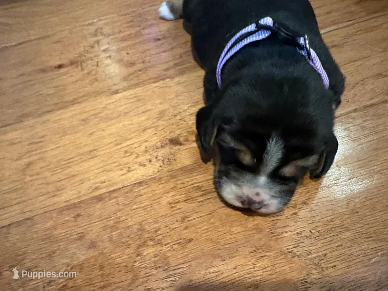 Orchard Female – Beagle puppy for sale in Lott, TX